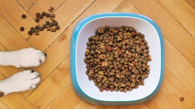 Jak vybrat kvalitní granule pro psy: 5 vcí, které byste mli vdt