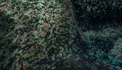 Pohovky z lesa a pob�e�í. �védské designérky se inspirovaly p�írodou