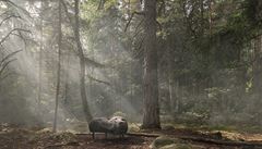 Pohovky z lesa a pob�e�í. �védské designérky se inspirovaly p�írodou