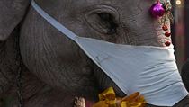 An elephant wearing a protective mask is seen during a distribution event of...