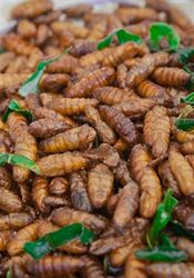 �erví jídlo | na serveru Lidovky.cz | aktu�ln� zpr�vy