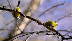 Vdci zkoumaj vliv etrnho hospodaen na ptactvo v Praze a v okol