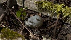 Náhrobní kámen na h�bitov� Moigu