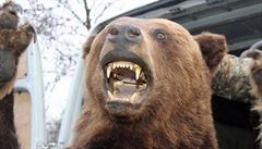 Řidič vezl v dodávce vycpaného vlka a medvěda, hrozí mu až tři roky vězení
