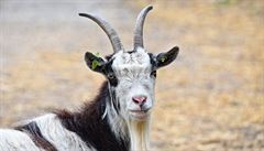 Zpestřete si svoji online konferenci na Zoomu, přizvěte si kozu, nabízí britská farmářka
