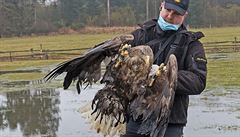 Otrava orlů na Klatovsku připomíná případy v Bavorsku. Pojítkem je i použitý jed, který je zakázaný