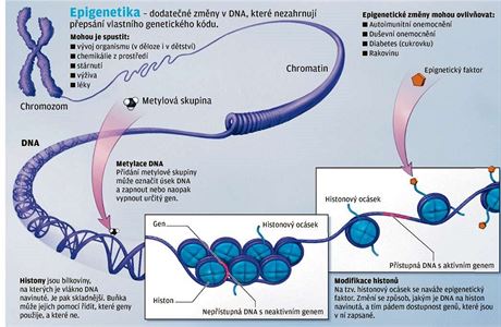 Epigenetika (grafika)
