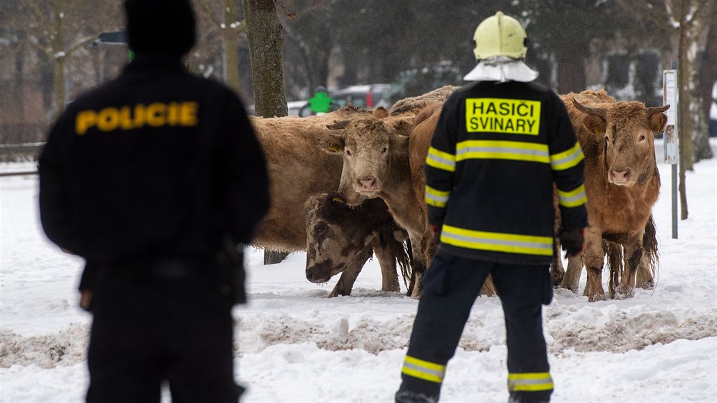 VIDEO: Na sídliště v Hradci uteklo pět krav polodivokého plemene, naháněly  je desítky lidí | Domov | Lidovky.cz