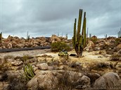 Mexiko - obí kaktusy