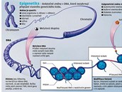 Epigenetika (grafika)