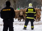 VIDEO: Na sídliště v Hradci uteklo pět krav polodivokého plemene, naháněly je desítky lidí