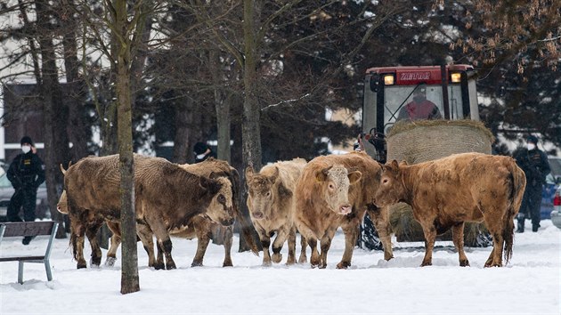 V Hradci Krlov v sti Malovice hasii s polici a veterinrn sprvou pomhali s odchytem voln se pohybujcho skotu.