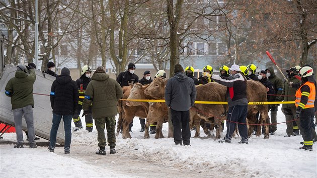 Na mst zasahovali hasii s polici a veterinrn sprvou.