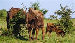 Dalibor Dostál je �editelem ochraná�ské spole�nosti �eská krajina, která mimo...