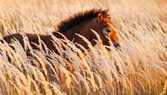 Jde o první rezervaci na sv�t�, kde spole�ná pastva divokých koní, zubr� a...