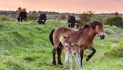Nejznám�j�í je ur�it� rezervace divokých koní a dal�ích velkých kopytník� v...