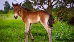 Divocí kon� se li�í od ostatních zví�at svojí schopností spásat ty nejchud�í...