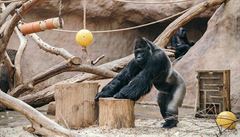 Gorilí samec Richard má covid. Pražská zoo hlásí první nakažené, všechna zvířata mají mírné příznaky
