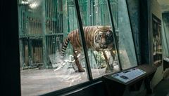 Stát zvedl objem dotací na pomoc licencovaným zoo v boji s covidem na 80 milionů