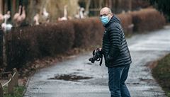 Gorilí samec Richard má covid, na�t�stí zatím s mírnými p�íznaky.