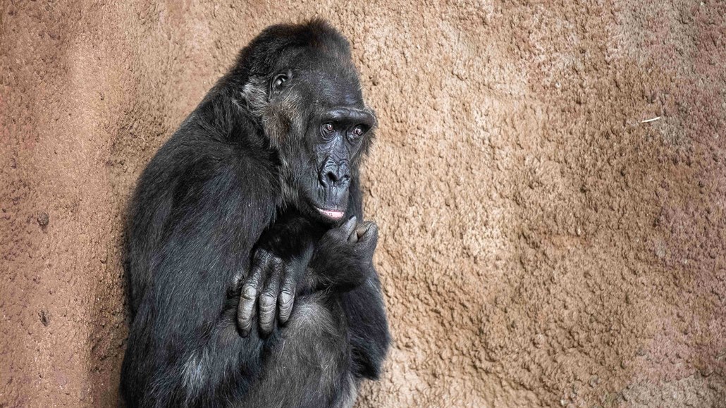 Samice gorily níinné Kamba je v Pavilonu goril nejstarí.