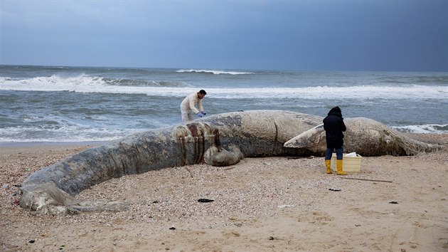 Mrtvý plejtvák na pob�e�í Izraele.