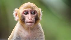 První naklonovaný primát přišel na svět loni. Číňanům se to podařilo s makaky
