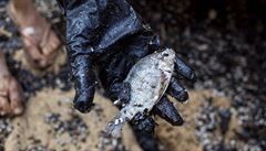 Na 160 kilometr� izraelského pob�e�í zamo�ily tento týden zbytky ropy, která...