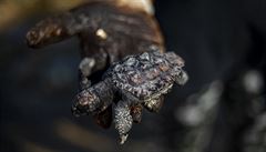 Podle experta z univerzity v Haif� Dora Adelista jde o nejhor�í ekologickou...