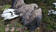 U Sedlice nedaleko Ro�mitálu pod T�em�ínem na P�íbramsku bylo nalezeno 16...