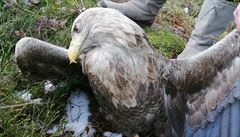 V Brdech někdo zřejmě otrávil 16 zvířat včetně orla mořského a dalších dravců. Případ řeší policie