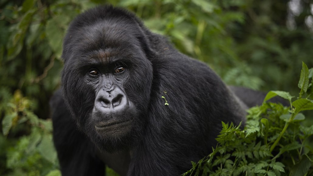 Jak těžké je chránit gorily v Kongu?