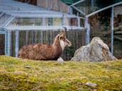 Zoo v dob covidu. Zahrada v Hluboké nad Vltavou zeje prázdnotou.