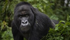 Nemocné gorily se mohou ervenými plody zázvoru vyléit. Zdravé gorily si vak...