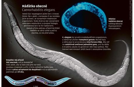 Slepí červi vnímají barvy. Vymyká se to všemu, co vědci znají