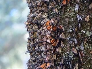 Monarcha sthovav