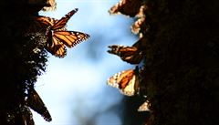 Vid�t monarchy a zem�ít. Proto�e nic jiného u� �lov�k v �ivot� nepot�ebuje....