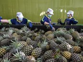 Ovoce silnější než stíhačky? Mezi Čínou a Tchaj-wanem vypukla válka o ananas