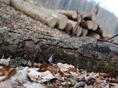Kandík psí zub poblí vykácené ásti chránného území na Medníku.