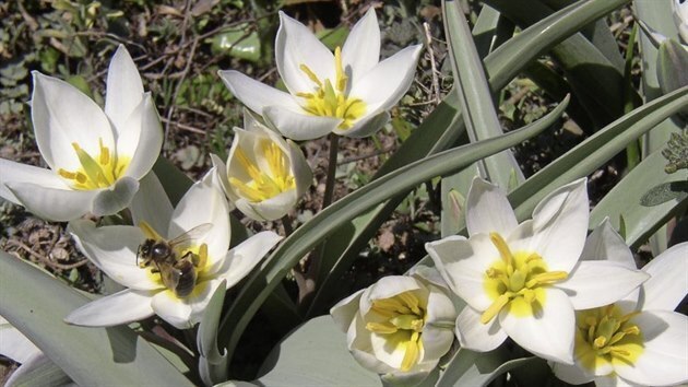 Botanické tulipány rozkvétají už v březnu