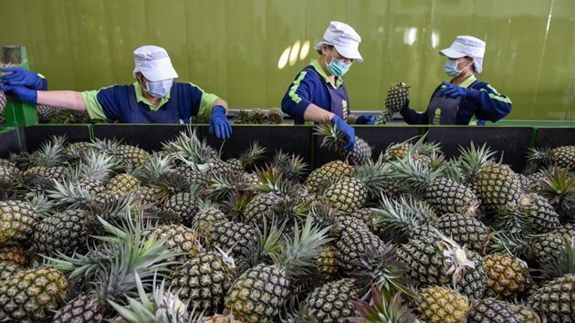 Ananas jako bod sporu mezi Tchaj-wanem a �ínou.