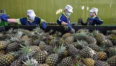 Ovoce silnější než stíhačky? Mezi Čínou a Tchaj-wanem vypukla válka o ananas