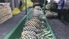 �ína zakázala dovoz tchajwanského ananasu s odvoláním na riziko zavle�ení...