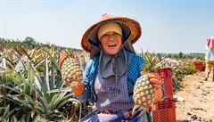 Podle tchajwanské Rady pro zem�d�lství zem� ro�n� vyprodukuje kolem 420 tisíc...