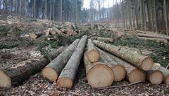 Vykácená �ást chrán�ného území na Medníku.