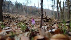 Kandík psí zub poblí� vykácené �ásti chrán�ného území na Medníku.