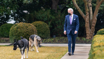 Joe Biden na procházce s oběma svými psy - Majorem i Champem.