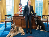 Major, psí miláek amerického prezidenta Joe Bidena.