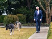 Joe Biden na procházce s obma svými psy - Majorem i Champem.