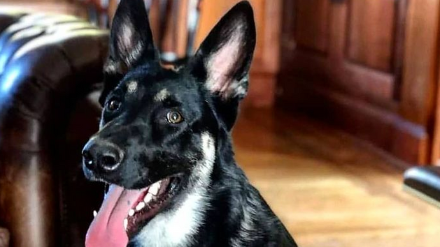 Americk� prezident Joe Biden se sv�m psem Majorem.